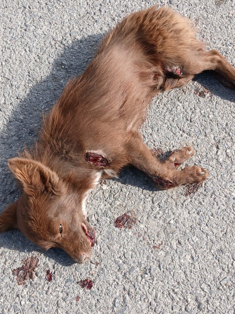 Köpeğin sürüklenerek ölmesine neden olan sürücü yakalandı, serbest bırakıldı